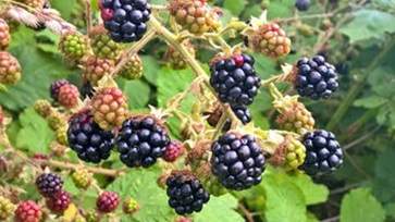 黑莓的功效与作用 黑莓的营养价值