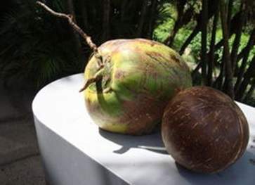 椰子和什么不(bu)能一起吃 椰(ye)子的相克食物