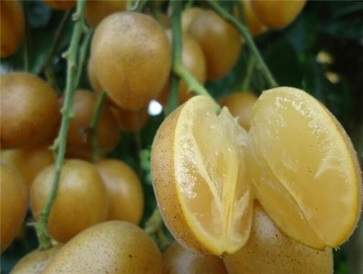 黄皮果的功效与作用 黄皮果的营养价值