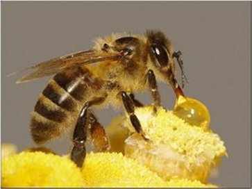 小孩吃蜂巢会性早熟吗 小孩吃蜂巢好不好