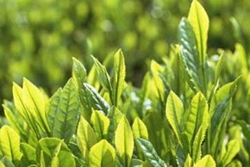茶叶外用有什么功效 茶叶外用的功效与作用