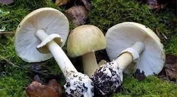 误食毒蘑菇怎么办 误食毒蘑菇的急救方法