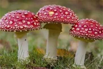怎样分辨毒蘑菇和蘑菇 识别毒蘑菇的八种方法