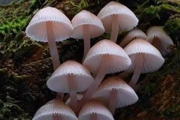 误食毒蘑菇怎么办 误食毒蘑菇的急救方法